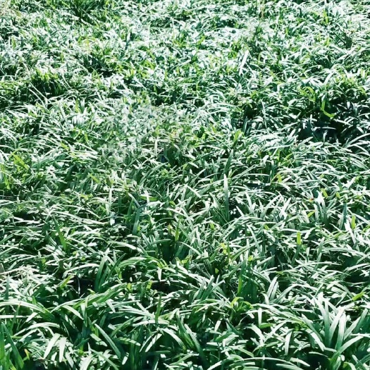 醴陵市玉龙草