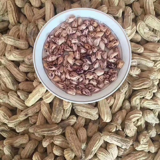 昆明彩色花生  云南精选七彩花生  云南花生产地直销全国批发价格