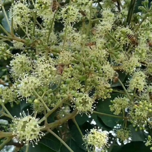 深圳鸭脚木蜜  深圳鸭脚木冬蜜
