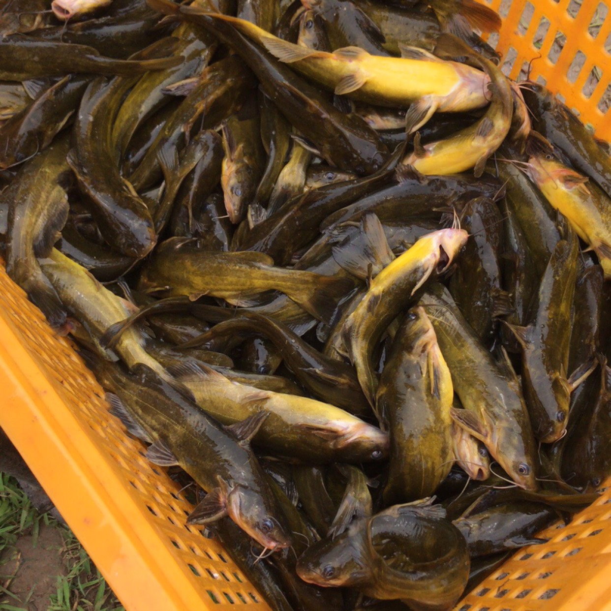 黄骨鱼，黄颡鱼，全国可发货。济宁有市场
