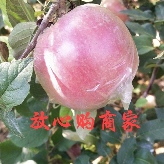 紅富士蘋果，75以上精品火爆上市中。歡迎選購。