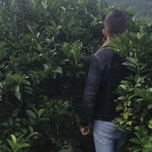 荔浦市 脐橙树苗，4-6公分，土球苗