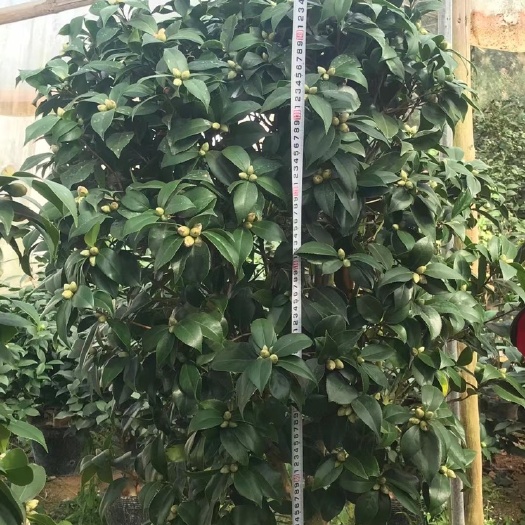 漳平市 A货赤丹茶花