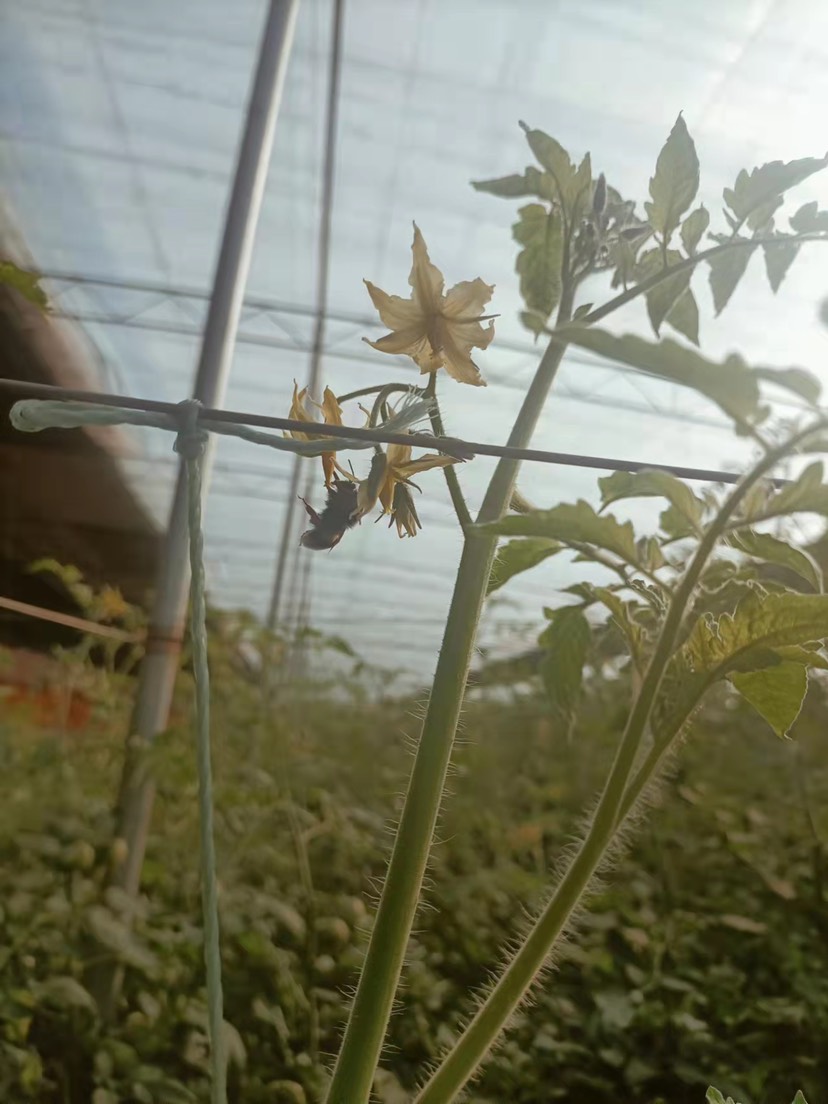 水果西红柿 草莓西红柿 铁皮柿子