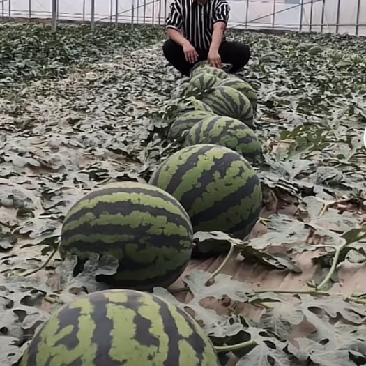 宿州甜王西瓜苗嫁接苗 农掌门一级甜王西瓜苗  损苗包赔