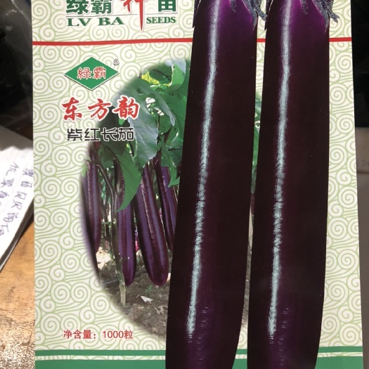 东方韵紫红长茄
