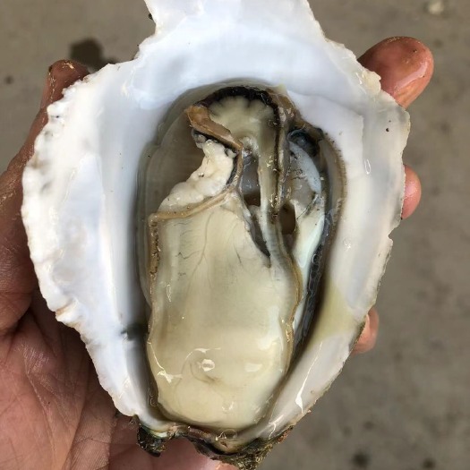湛江 脆肉湛江生蚝批发 鲜活海鲜水产 带壳特大烧烤刺身生蚝 产地