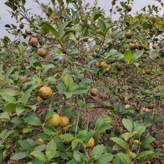 兴宁市纯正山茶油 人工采摘，物理冷榨，不打农药，深山茶果，多少古茶