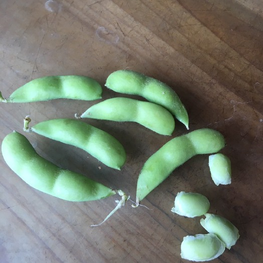 漳州红苋菜 30-40cm 紫红 
