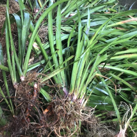 新干县正宗野生石菖蒲苗