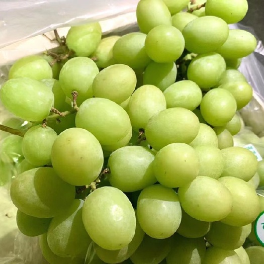 广州青提 秘鲁甜地球青提 无籽青提 脆甜无渣