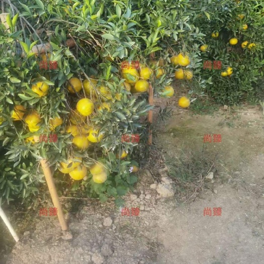 江门2021年东甲圈枝陈皮
