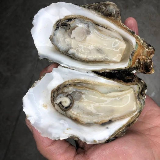 湛江生蚝 湛江台山本地蚝批发 鲜活海鲜贝壳牡蛎 产地直发 次日达