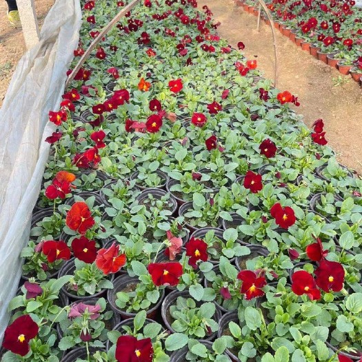 青州市 冬季草花三色堇批发基地