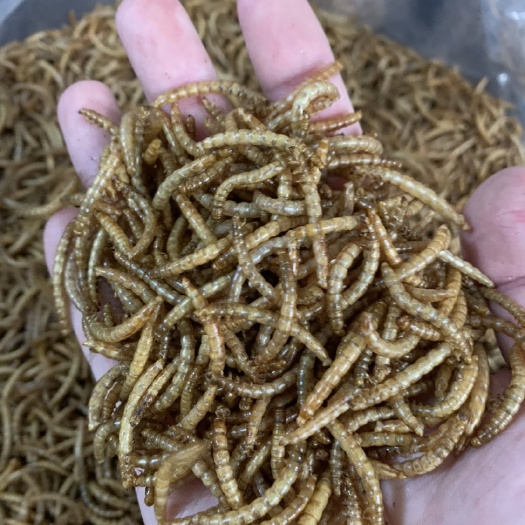 优质黄粉虫干品常年有货，全国安排发货，欢迎联系