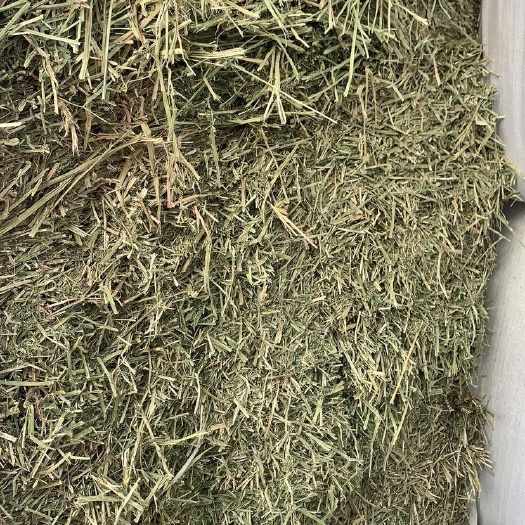 天津苜蓿草饲料  苜蓿草