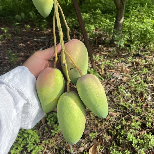 云南台农芒果