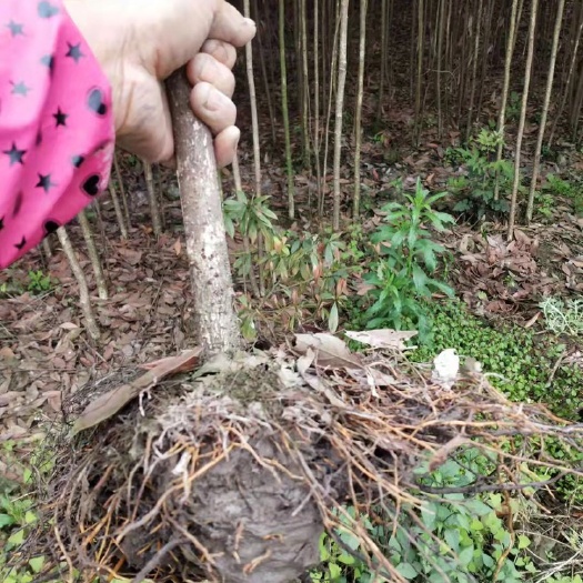 简阳市 金丝楠木