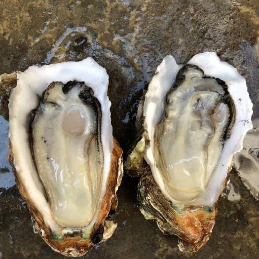 湛江 广东海鲜贝壳 脆肉湛江台山生蚝批发 特大生蚝牡蛎带壳 次日达
