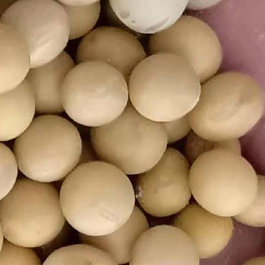 沈阳黄大豆 东北大豆，粮好，全国发货