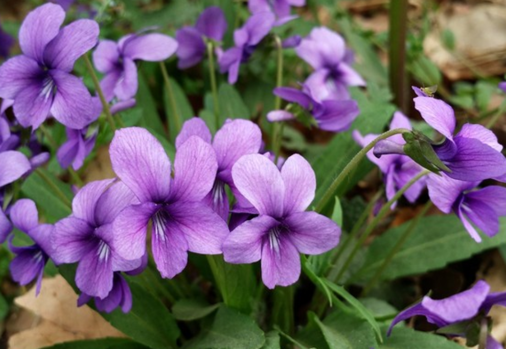 安国市新产紫花地丁种子 甜地丁籽 多年生种植简单 药材种子