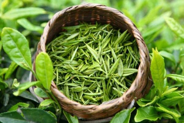 信阳毛尖茶 信阳毛尖，好喝不贵