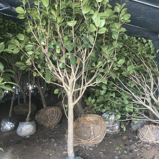 平邑县大型庭院茶花，各种品种茶花南北方种植