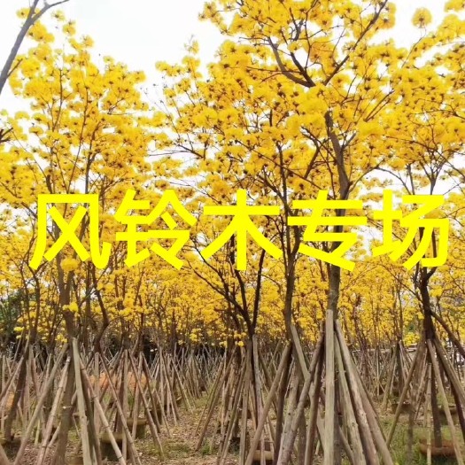 漳州福建黄花风铃木基地批发.15公分黄花风铃木基地批发