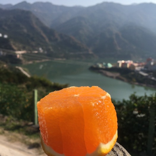 秭归县圆虹脐橙 湖北秭归原产地直销，现摘现发，大量提供九月红长红