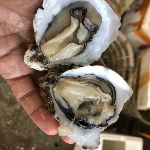 湛江生蚝 正宗湛江官渡肥蚝 鲜活海鲜牡蛎带壳 中小蚝批发整箱 产地直销