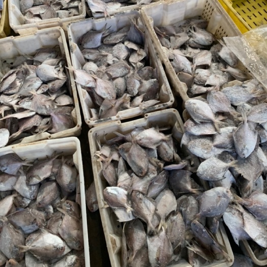 连云港银鲳鱼，单冻，质量好一斤称5-6条，无坏臭，价格实惠