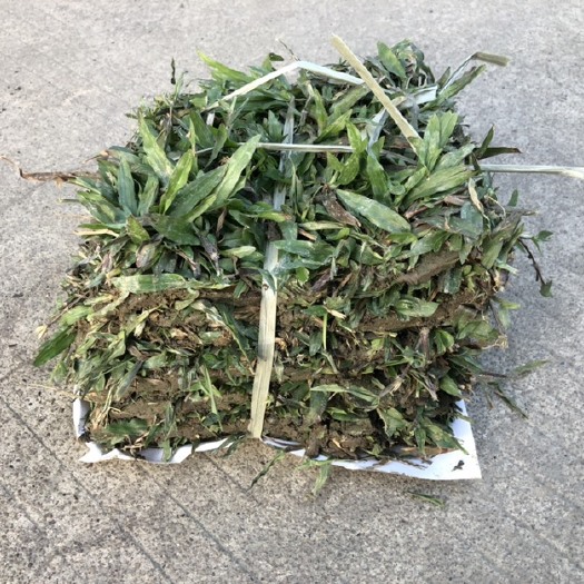 江门大叶油草草皮草卷基地批发绿化草皮