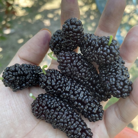 汕头广东桑葚，现已上市，需要的老板请联系我！