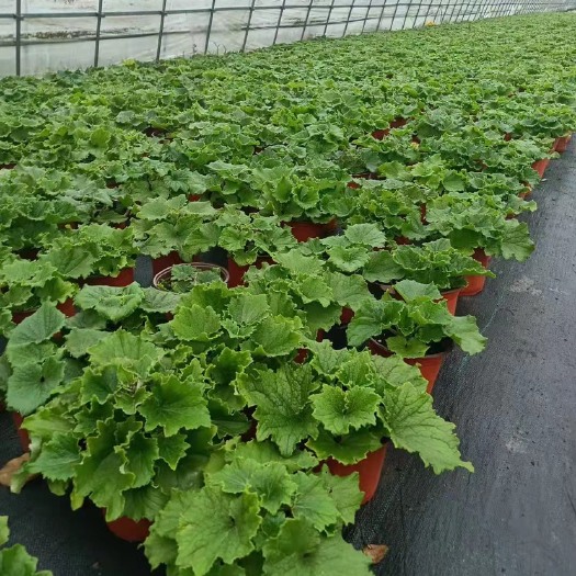 嘉善县瓜叶菊盆栽 货源直发、物美价廉、量大从优、欢迎大家咨询、价格不定看型号