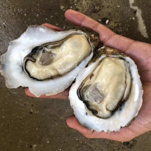 湛江 广东鲜活大生蚝 湛江海鲜水产 烧烤带壳大牡蛎批发 次日达