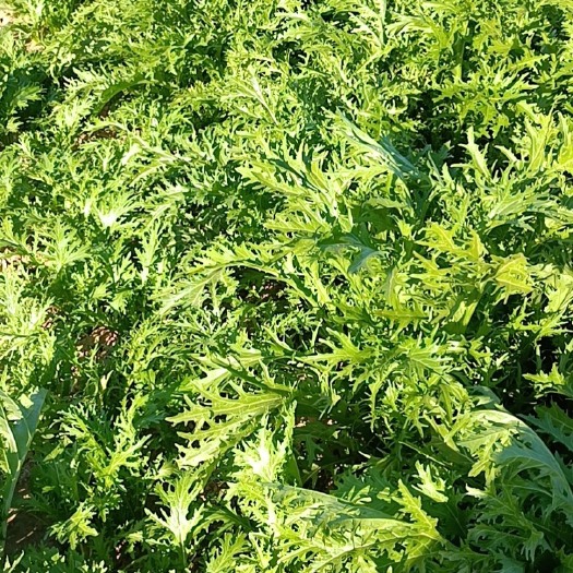 沙洋县雪里红芥菜  雪里红 湖北沙洋新鲜雪里红上市啦！全国发货，无黄叶。
