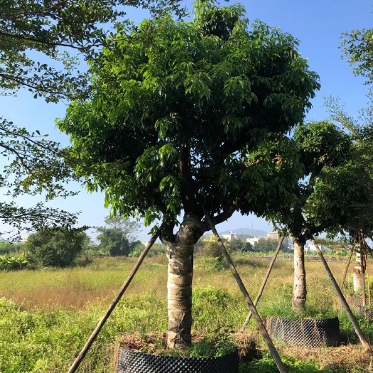 漳州妃子笑荔枝苗 福建热带水果荔枝树批发基地.10公分荔枝树批发