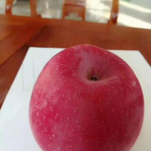 望乡红苹果苗果面全红纯种嫁接望乡红苹果苗