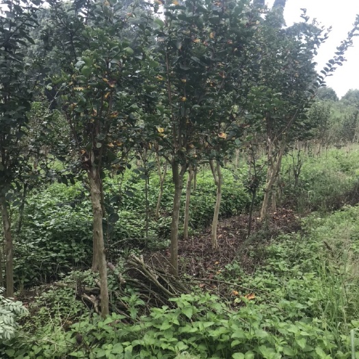 重庆市红花紫薇 紫薇5到8公分