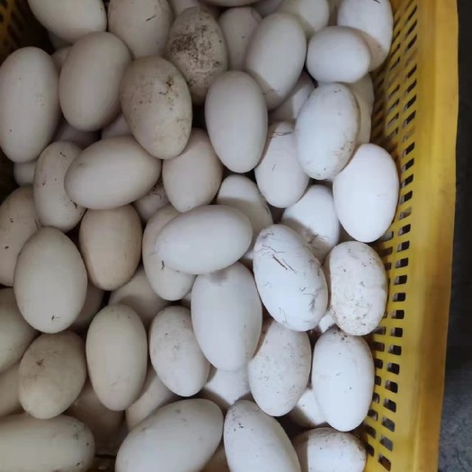 肇庆 大量土鹅蛋批发零售