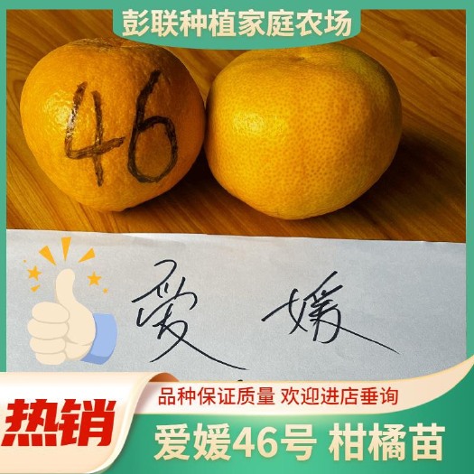 资中县爱媛46号柑橘枝条 阿蜜达品种保证，签订合同 放心购买