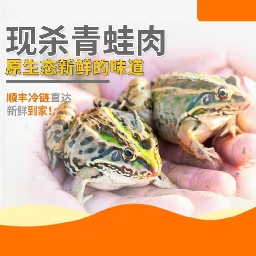 青岛蛙肉  青蛙大腿