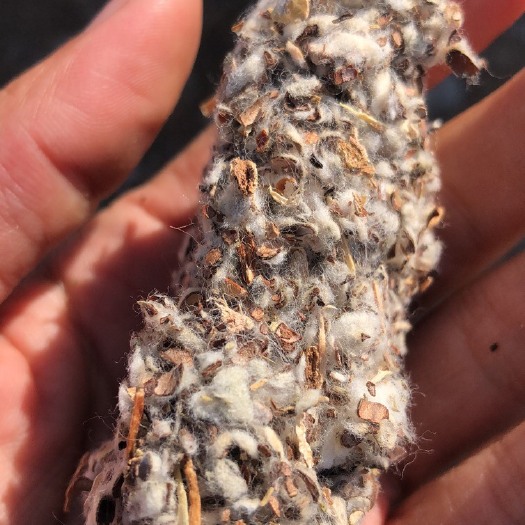 泰兴市 食用菌棉渣 一级棉渣