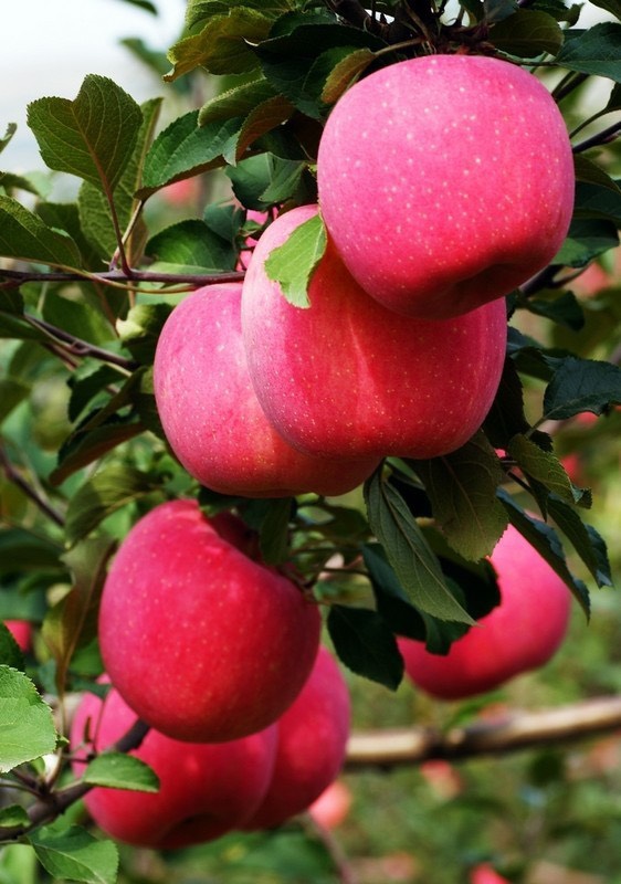 苍溪县红富士苹果苗  水晶红富士苹果嫁接苗根系发达，品种纯正