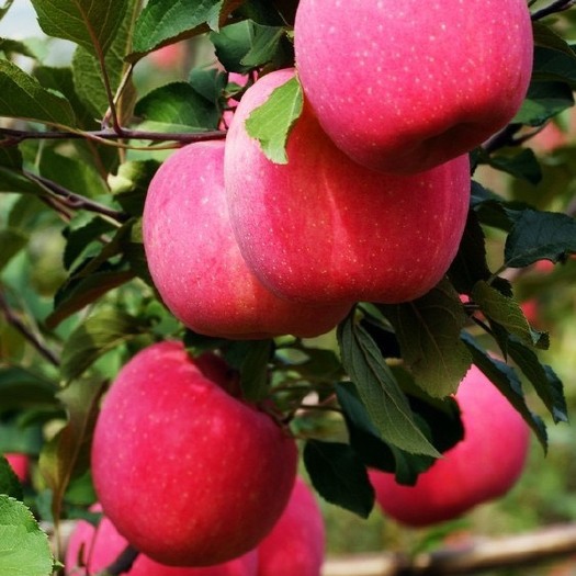 红富士苹果苗  水晶红富士苹果嫁接苗根系发达，品种纯正