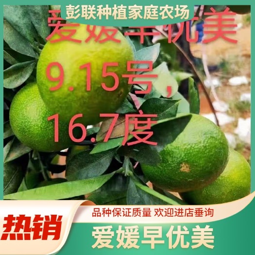 资中县早优美枝条  爱媛早优美柑橘枝条 品种保证正品出售 签订合同