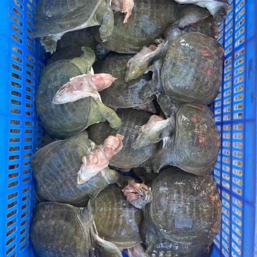 长沙珍珠鳖  麻辣小甲鱼5~6两，烫皮去内脏外塘小甲鱼