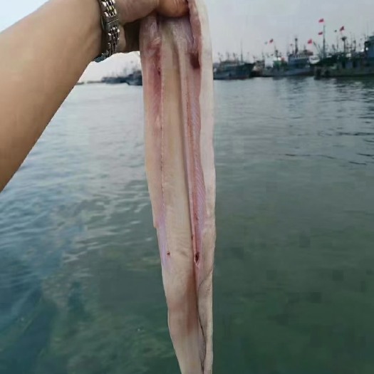 荣成市鳝鱼干 个头大的油鳝鱼支持一件代发