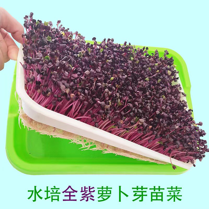 临沂紫杆萝卜芽苗菜种子 当季新种 水培萝卜芽 萝卜苗