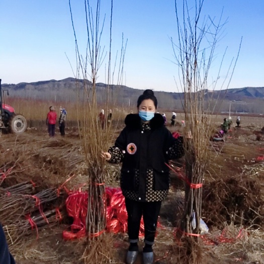 白山李子树苗 李子苗 三年嫁接李子苗 占地苗 建园苗 品种齐全